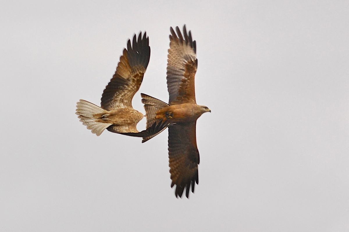 Whistling Kite, vs Black Kite.  Probably not as one sided as it at first appeared. 
