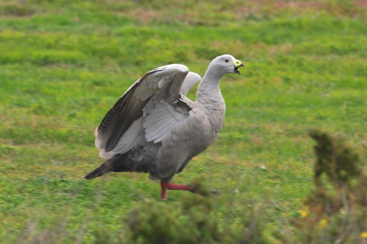 Cape Barren Goose.  He is giving me a lecture on my tardiness in being in his territory.  