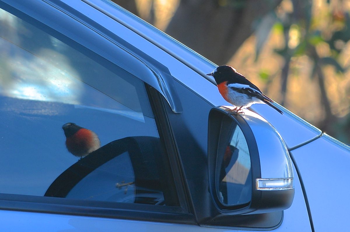 What, Its back again, this time in a bigger mirror.