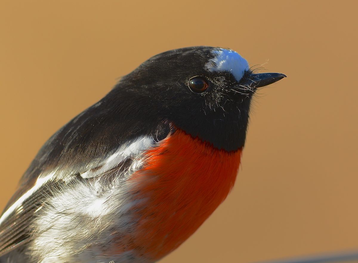 Time to rest for a portrait sitting.