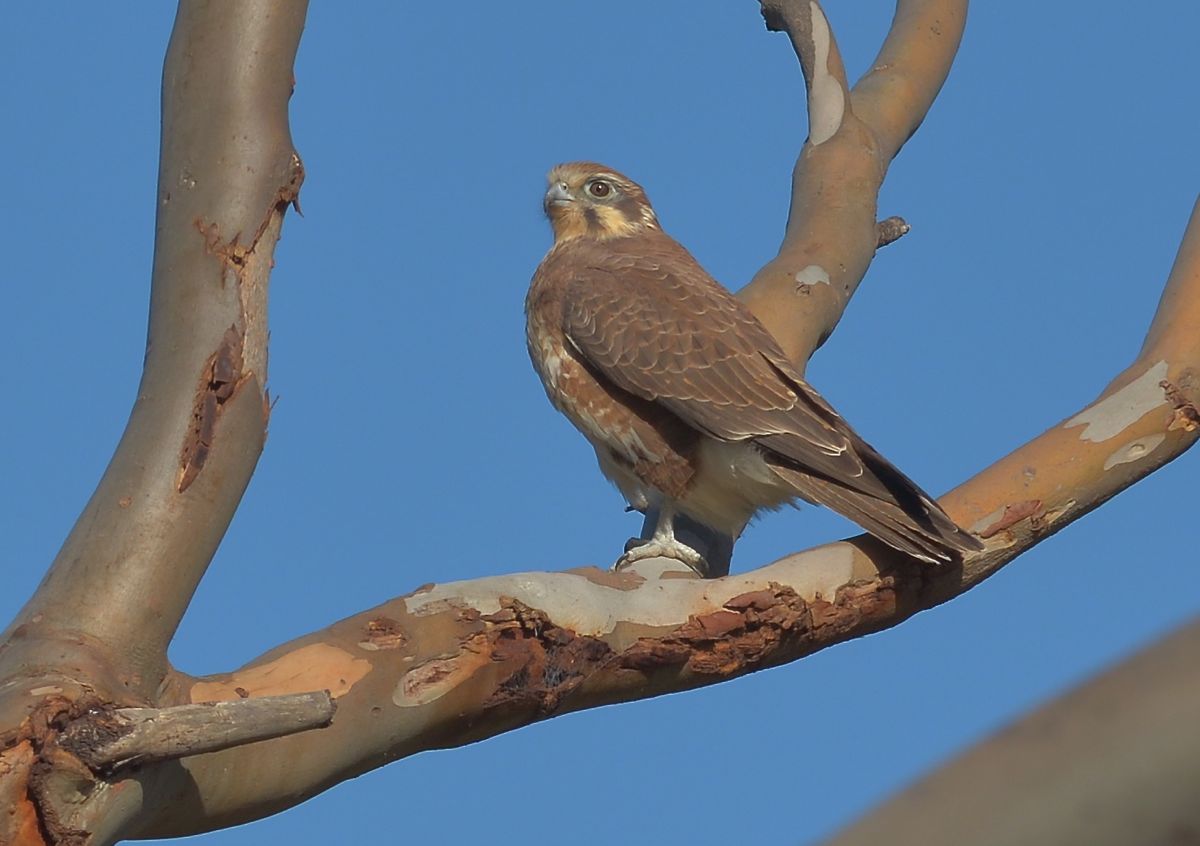 Brown Falcon 