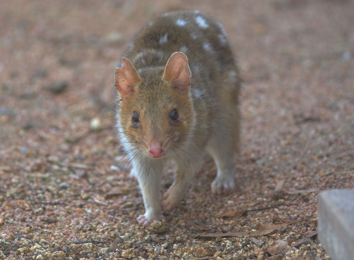 Ready to jump up on the veranda and see what the humans were doing 