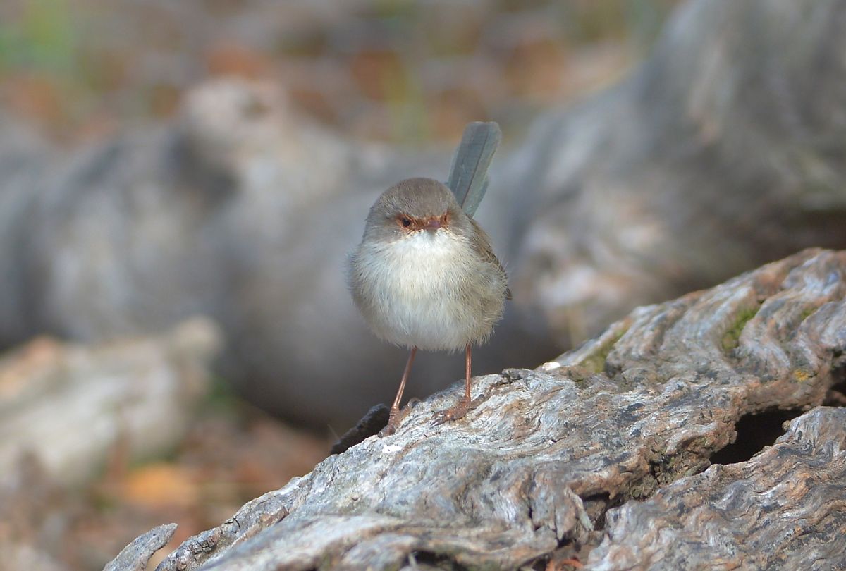What are those Quolls doing in my territory. A very agitated Superb Blue Wren in action 