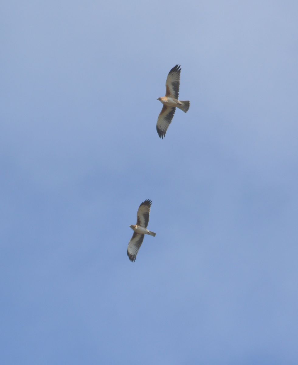 A wonderful demonstration of precision flying from a pair of Little Eagles