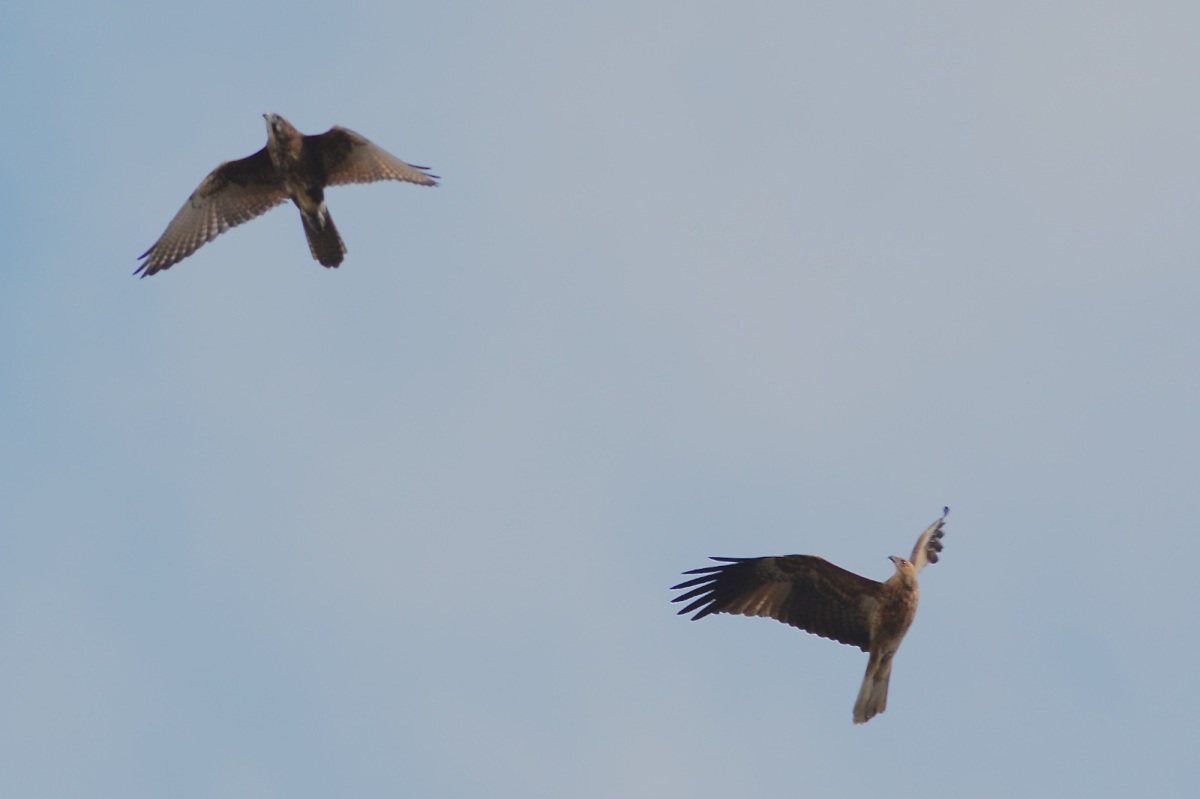 Early in proceedings, the noisy Brown Falcon mixed it with the Eagle and with the Kites. 