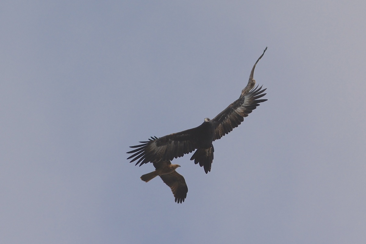 The size of the kites against the eagle is well seen 