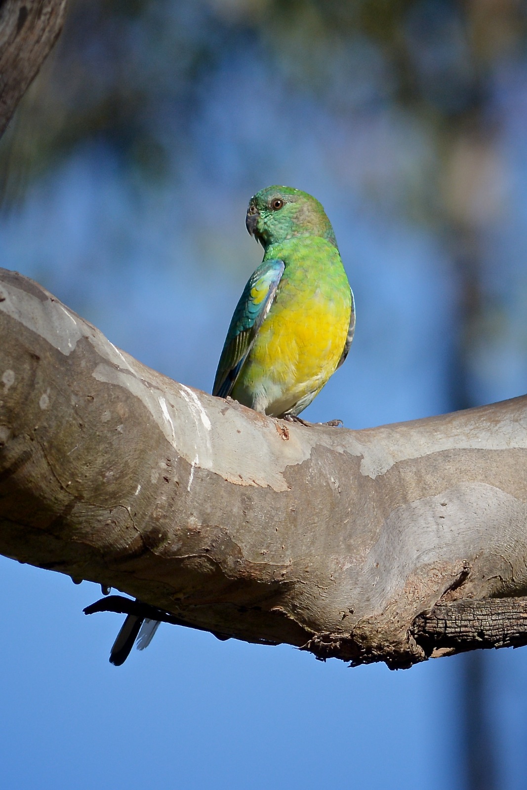 Always a delight to see in the sunshine a male Red-rumped Parrot 