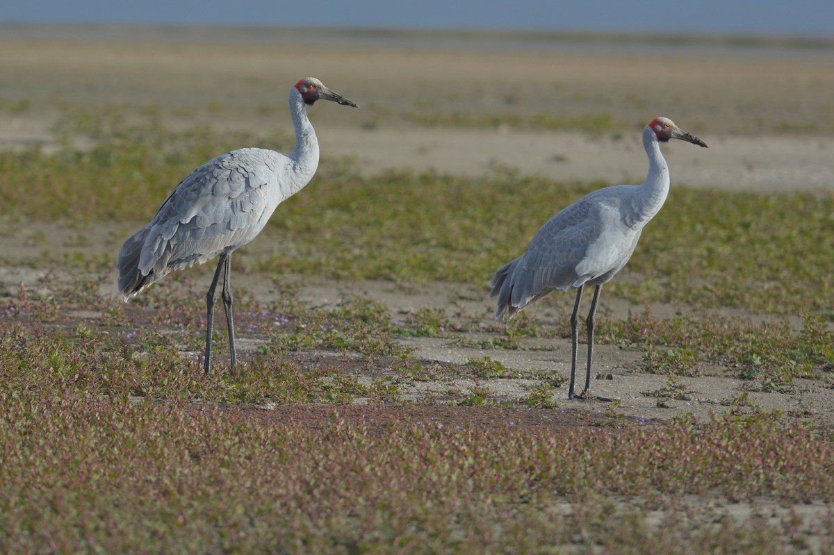 Brolgas on a mudflat 