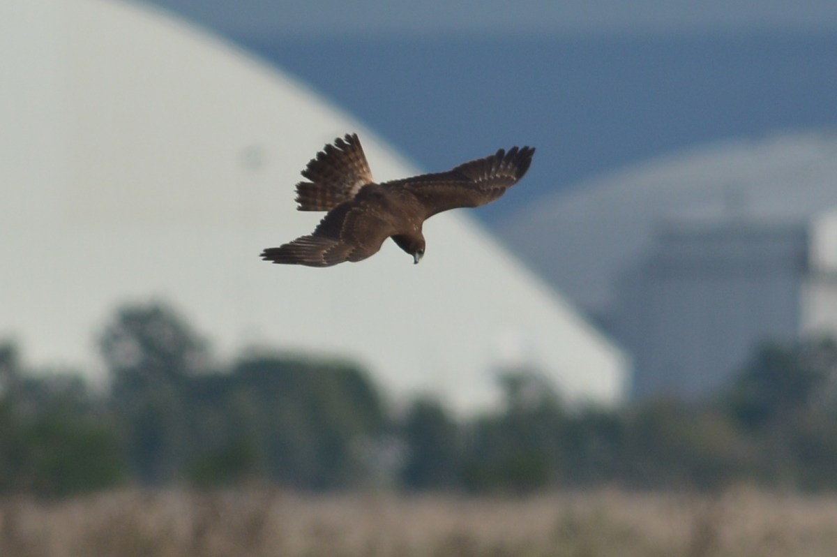Aerial feats of excellence. Swamp Harrier with Avalon Airport in the background 