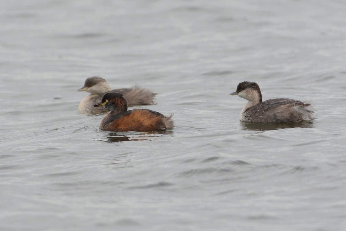 An Australasian Grebe among its Hoary-headed relatives 