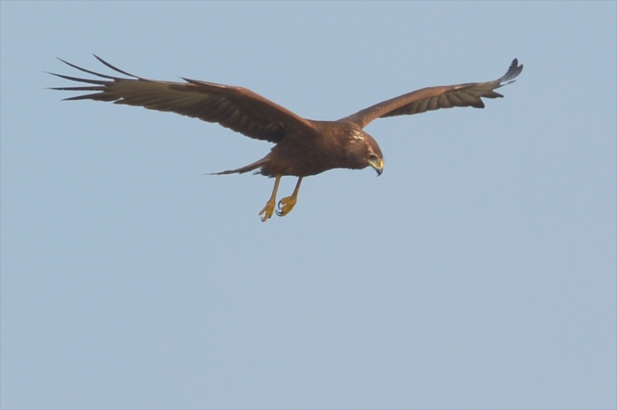 Swamp Harrier now feeling stress relief 