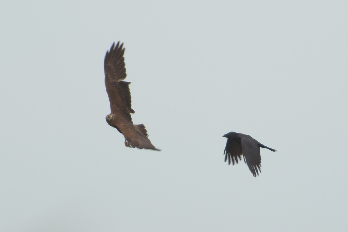 Well able to predict and react to the twists and turns of the hapless Raven 