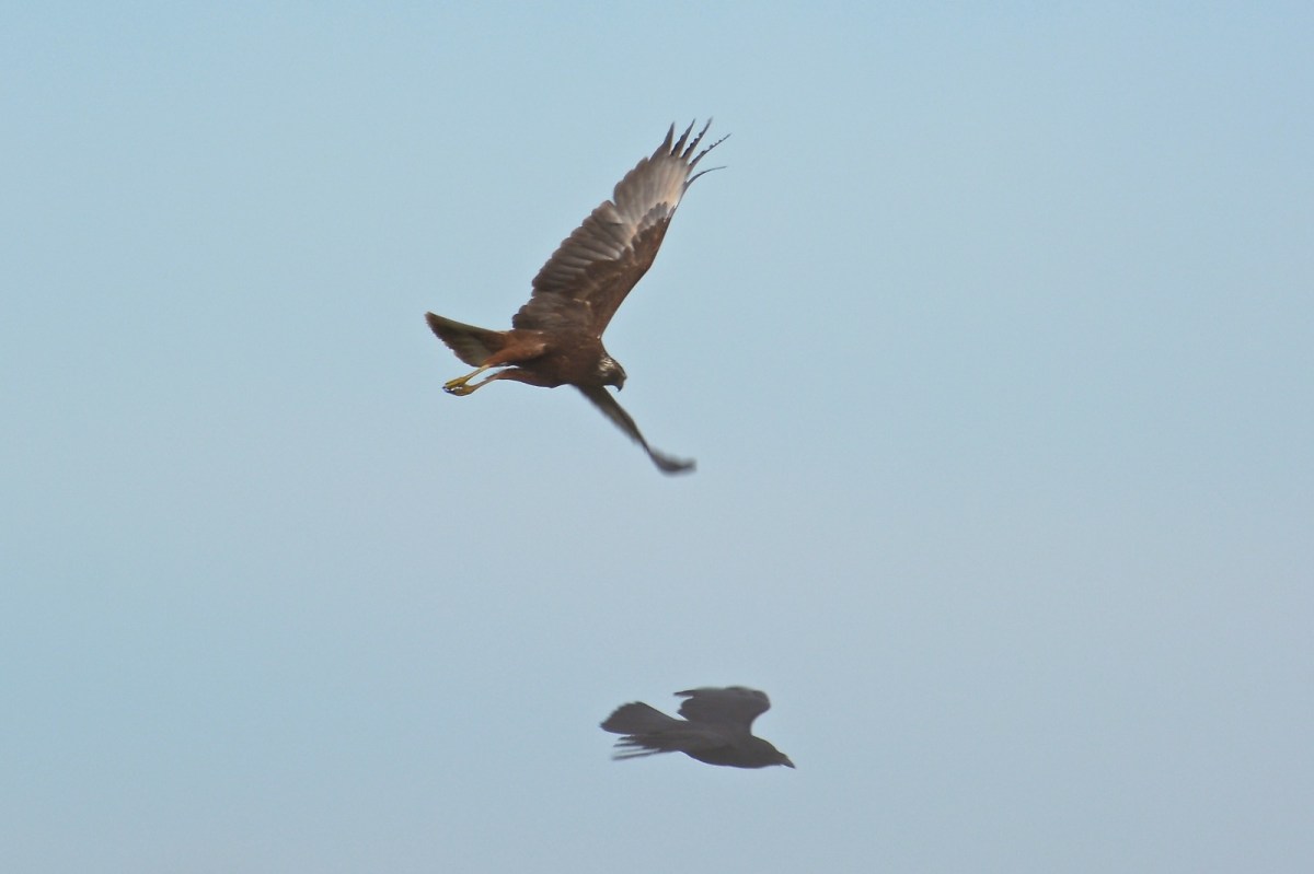 Hmmm what's wrong with this picture.  Harrier in hot pursuit of Raven