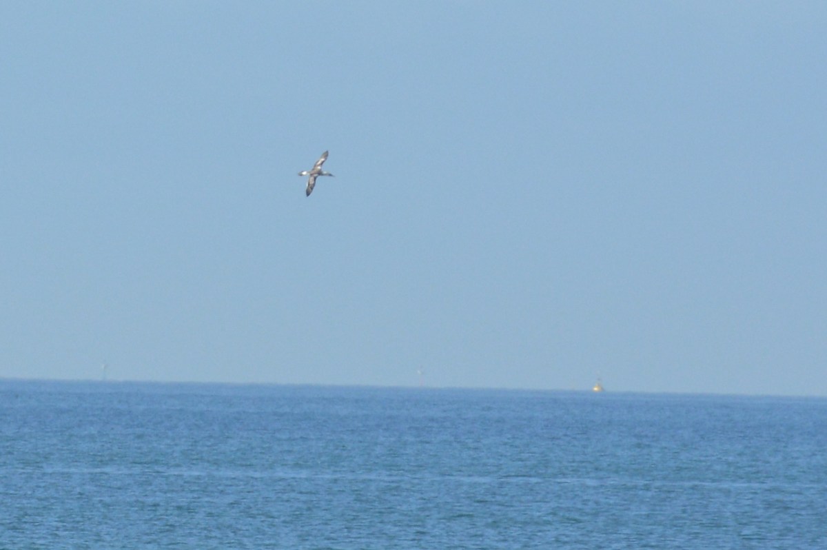 An Australasian Gannet way out in the bay fishing 