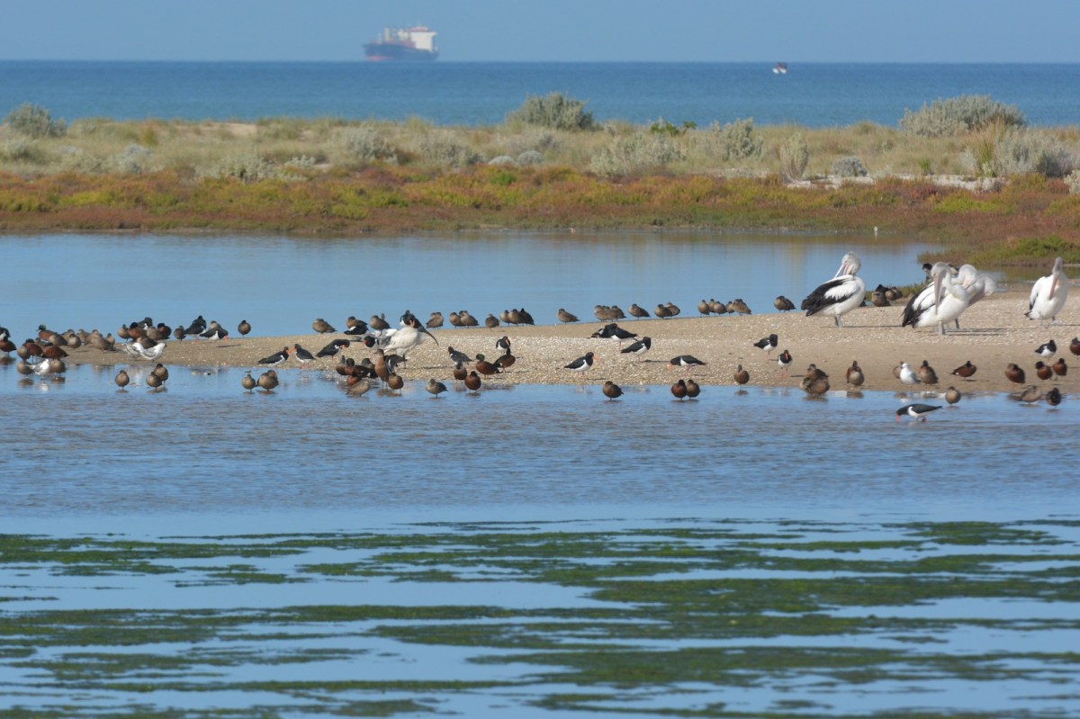 A collection of local inhabitants on the sands of the Laverton Creek outflow 