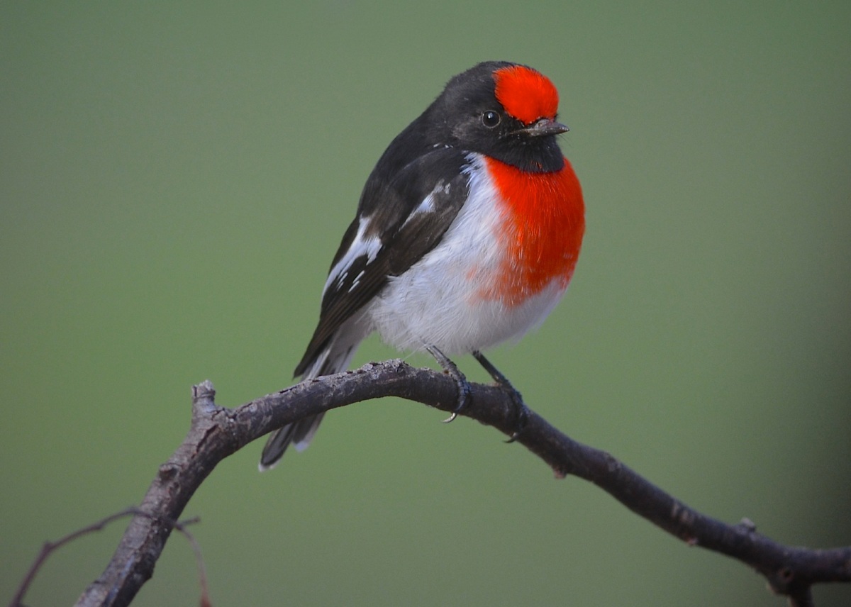 Peter, the Red-capped Robin.  Almost working with me now.  