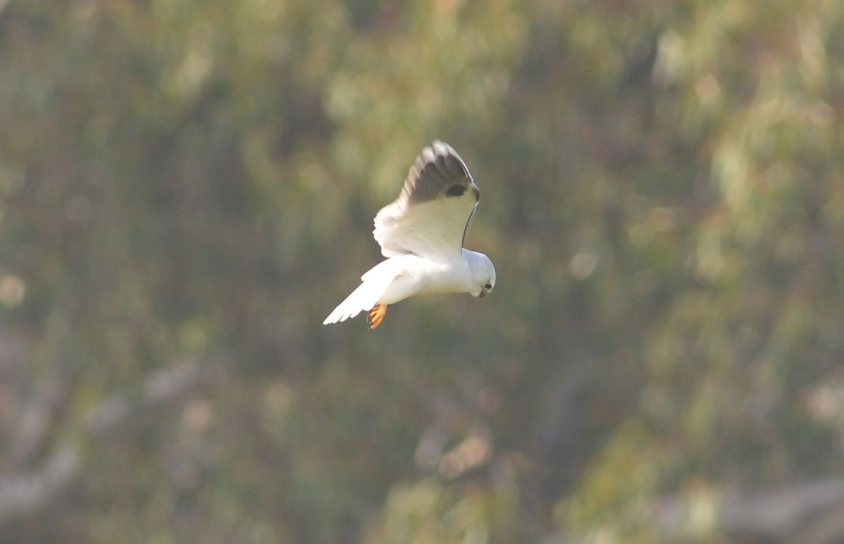 Evening sunshine gives nice shadows for him to work in.