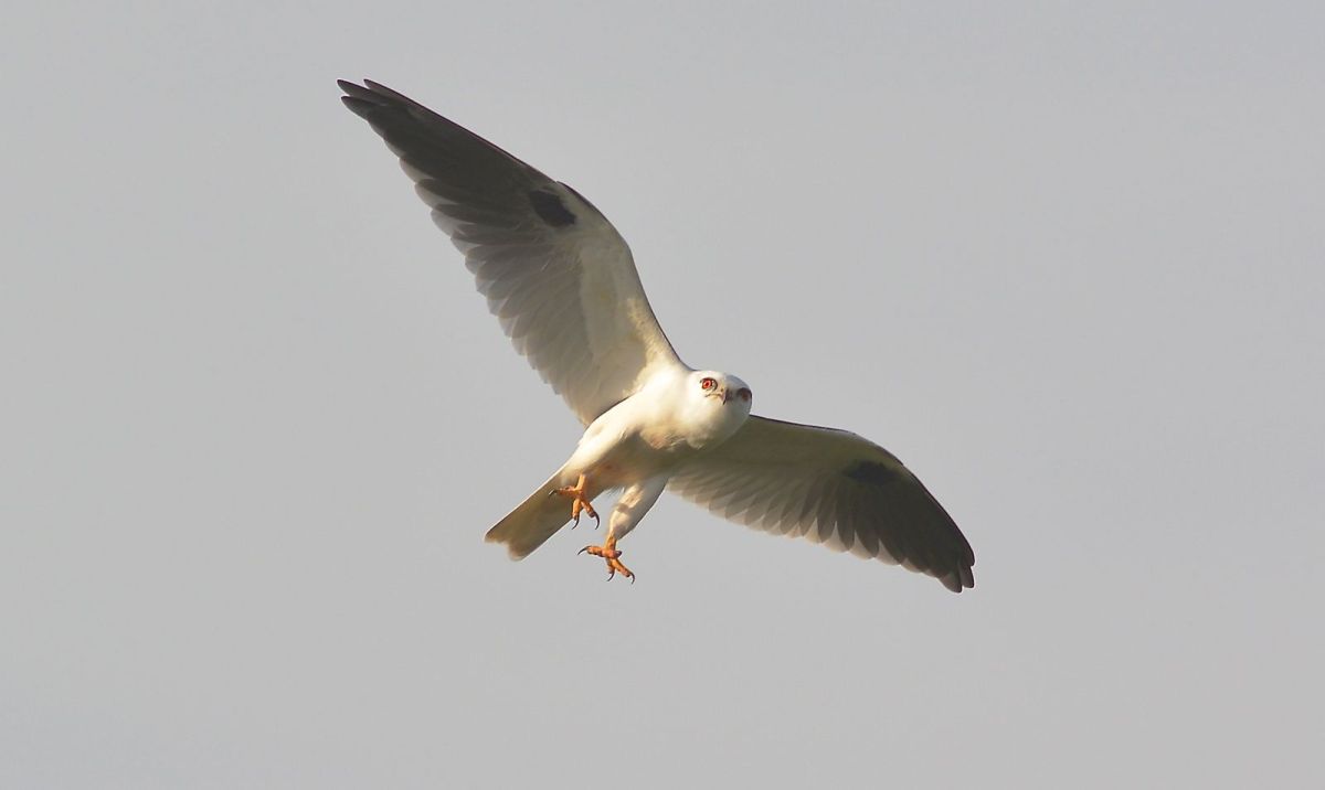 The legs down are part of the balance and positioning.