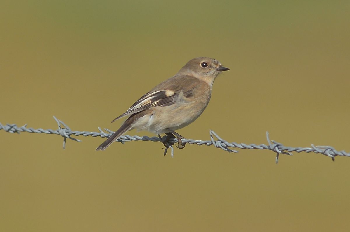 Probably a female or juvenile female.
