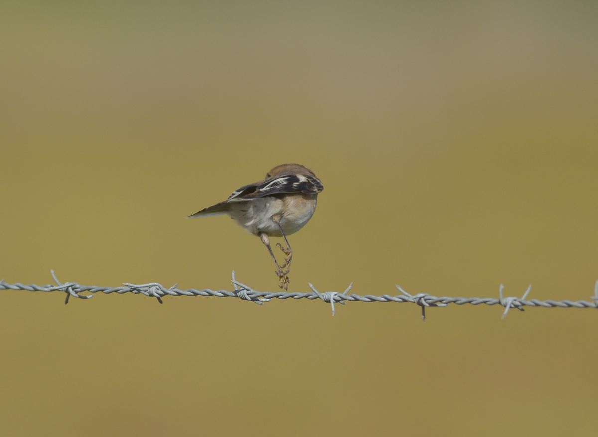 The Matriarch, satisfied I was no threat she dropped off the fence to hunt. Not big panic wing flap here.