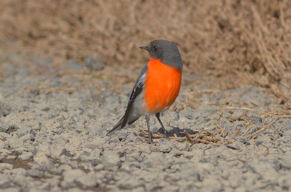 Mr Yellow Feather, with a hint of his yellow chest feather.