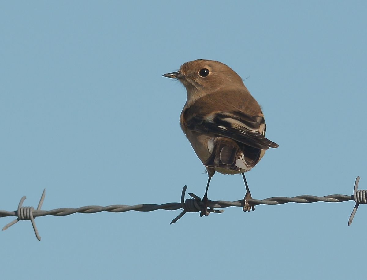 Matriarch, ready to leave and take the clan with her.