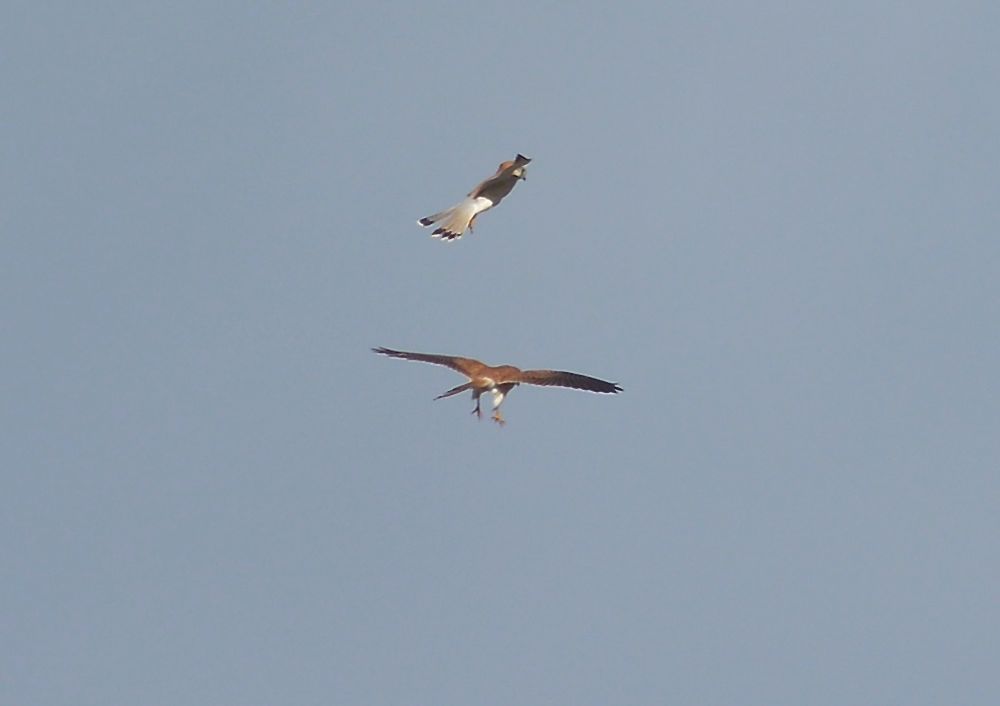 Australian Kestrels Aerial Ballet.