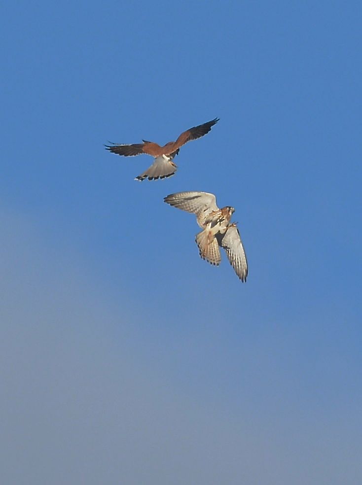 Australian Kestrels Aerial Ballet.