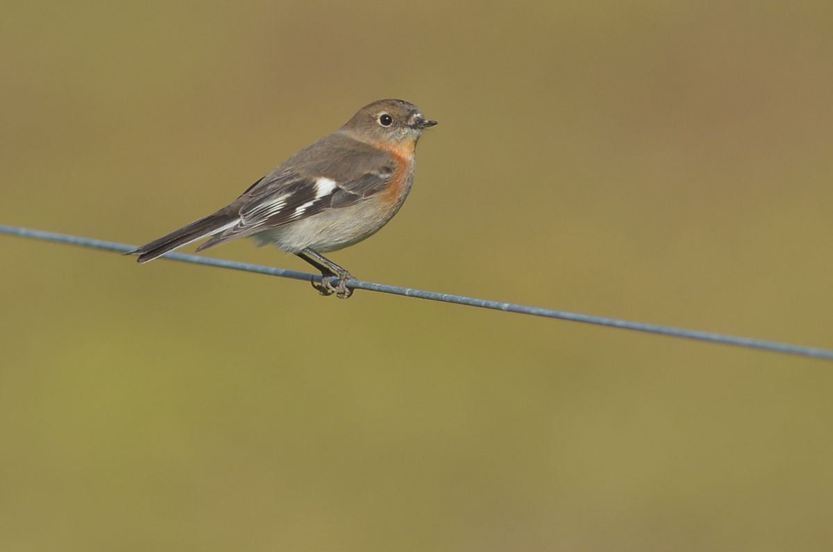 Young male, juvenile. Showing his developing feathers.