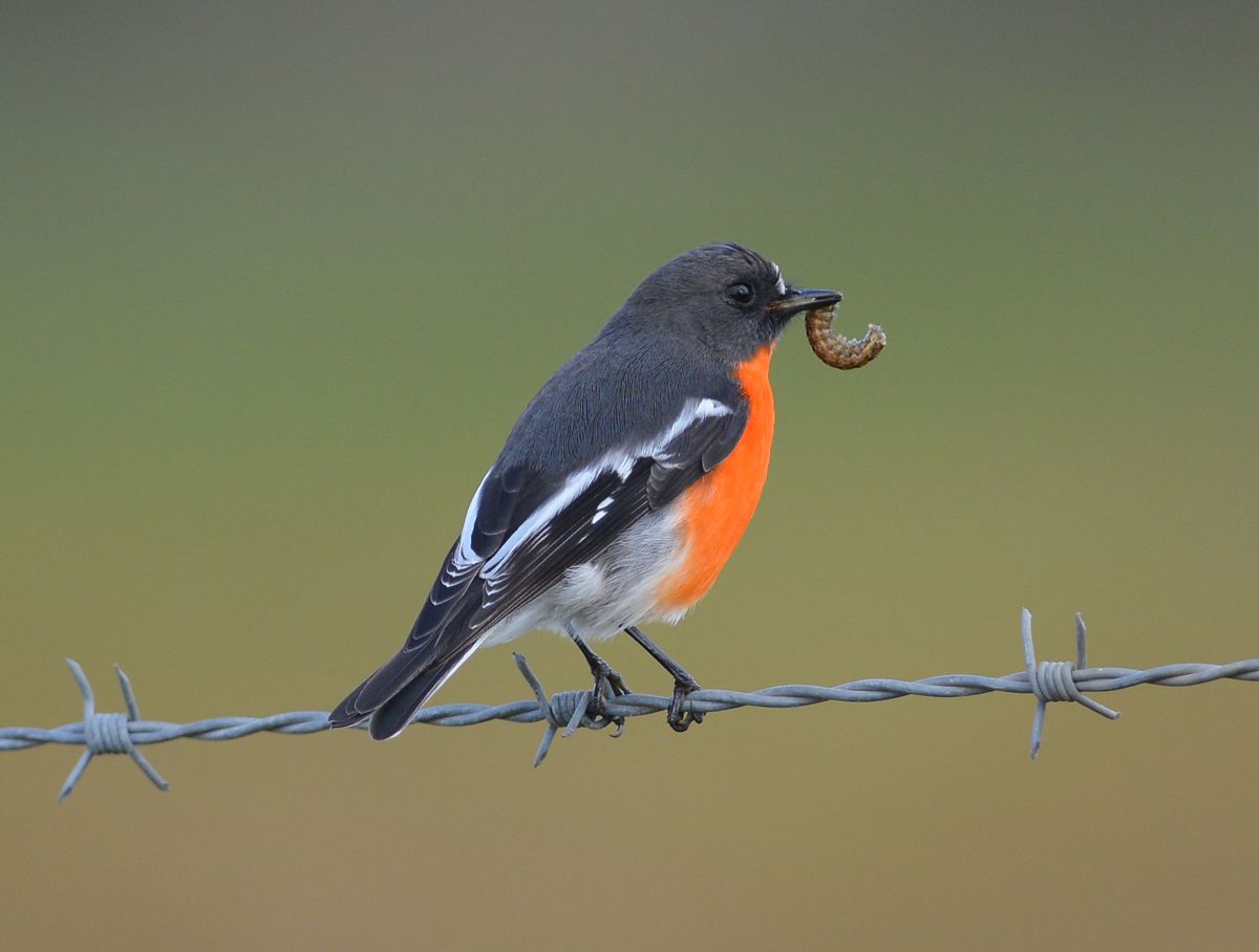 Mr Red, with a score. He came down the fence line toward me to prepare the bug. I took that as an acceptance. (Of course I could be wrong and it was just a handy perch.)