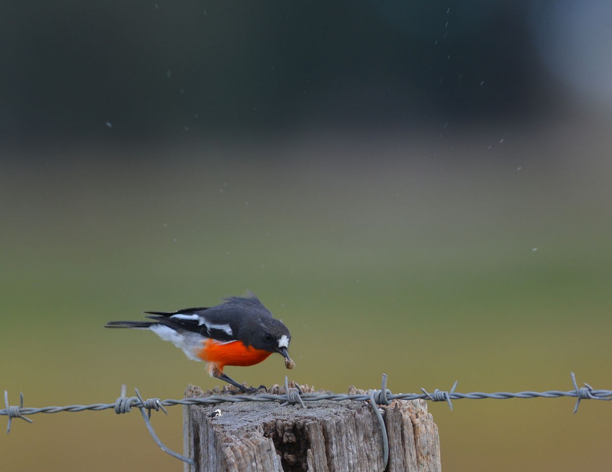 Bug preparation 101. First belt it a few times on something solid. Bits of bug dust going in all directions.