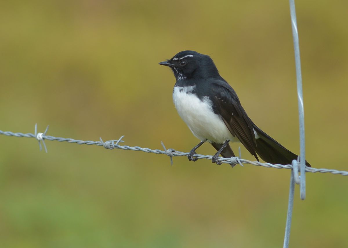 Never to sure about you humans. You all look the same to me.