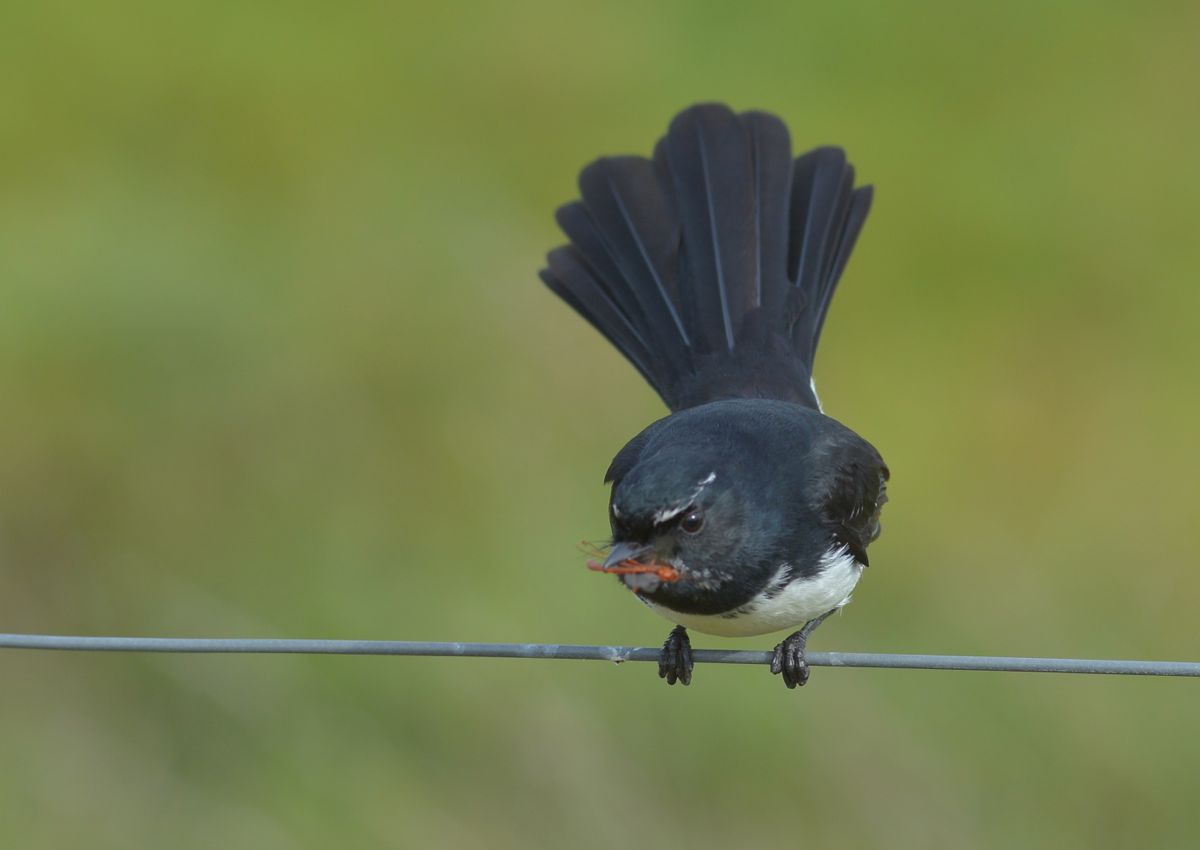 Now you see it now you don't