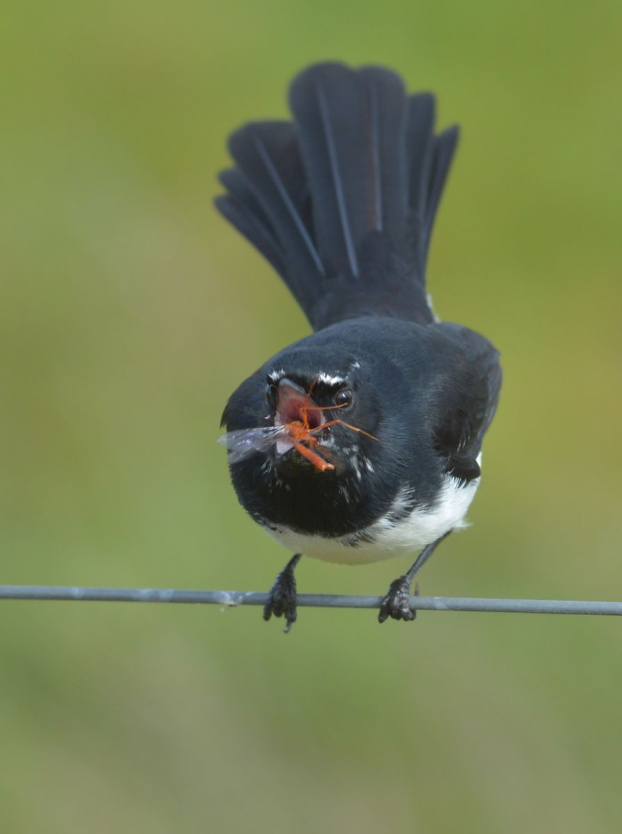 Gotta be careful of the sharp bits. Snip, snap.