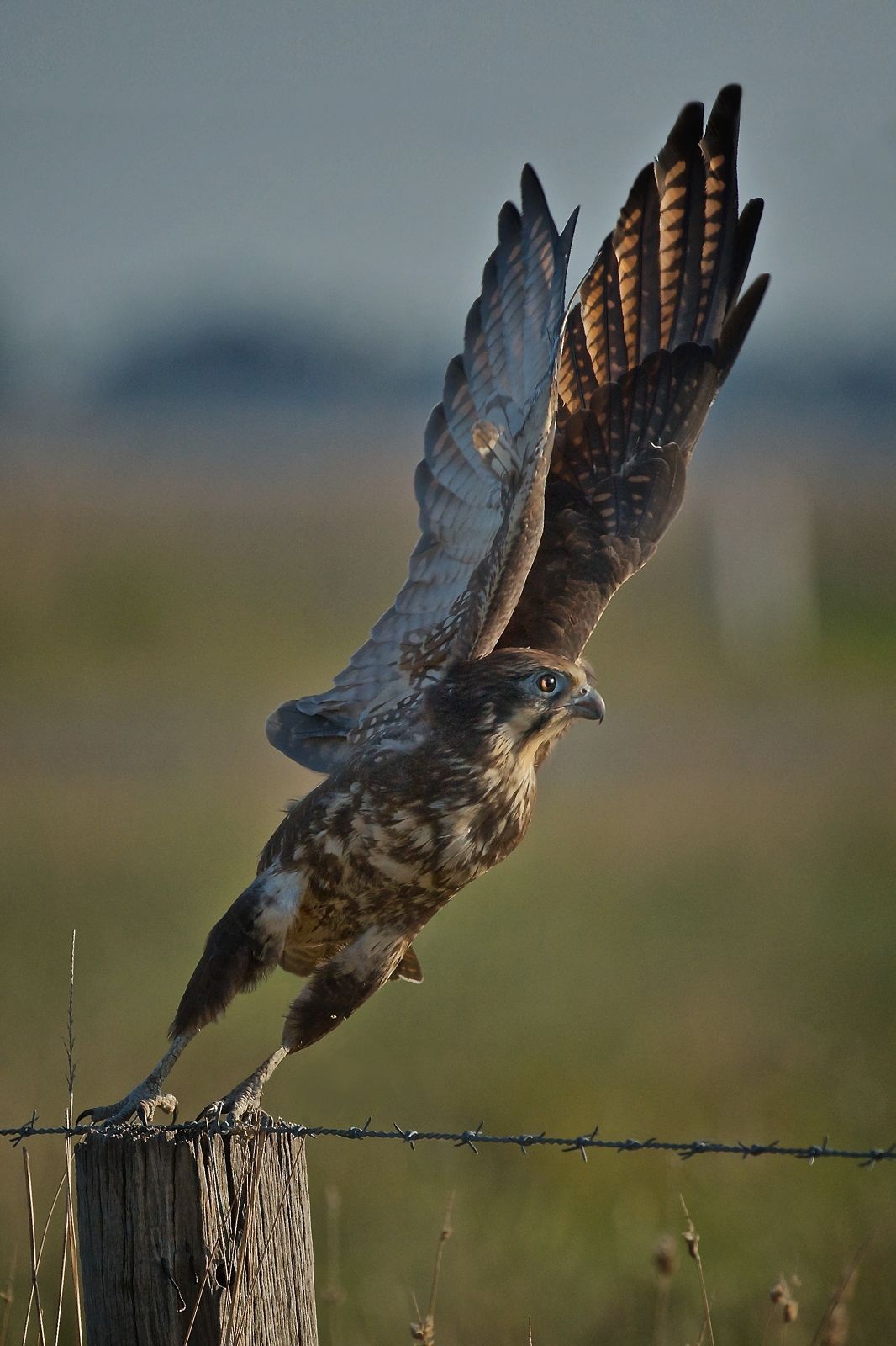 DSC_0909 - Version 2 (1)