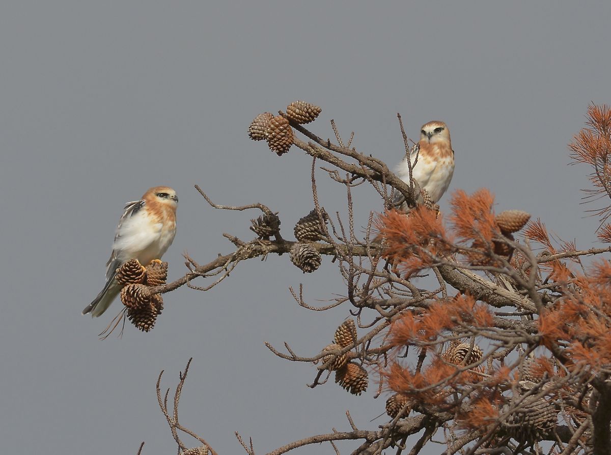 Two recently fledged Black-shouldered Kites waiting for Dad to move that raucous Brown Falcon on.