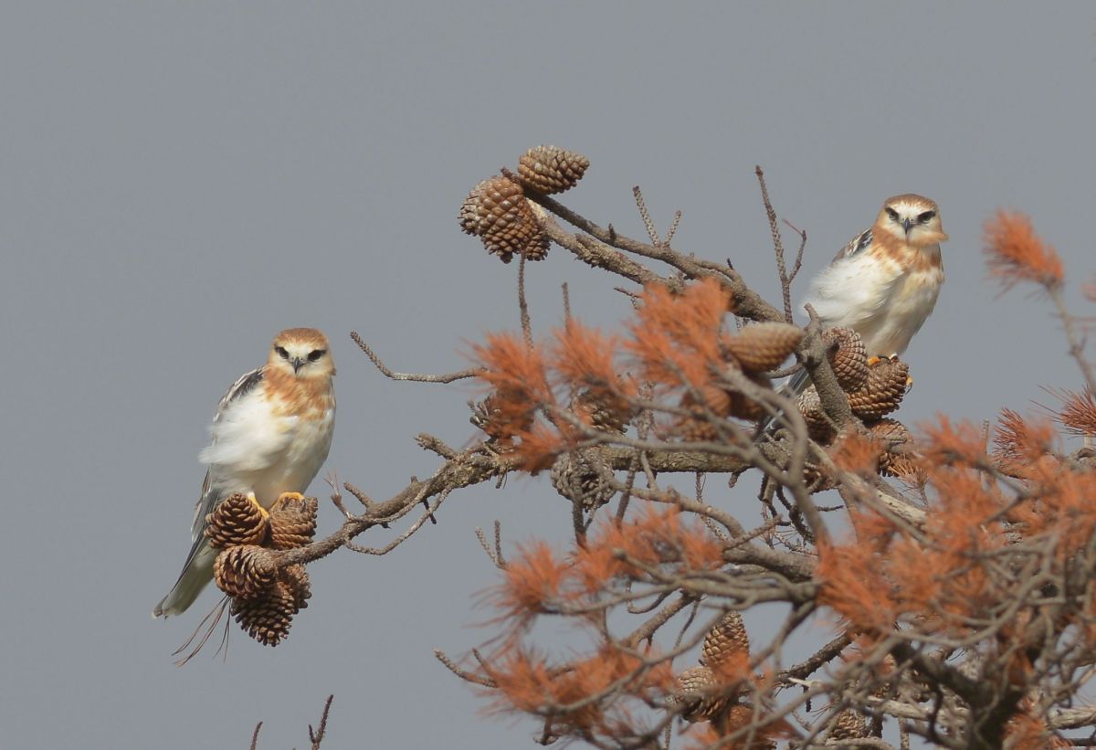 Recently fledged pair. In training.