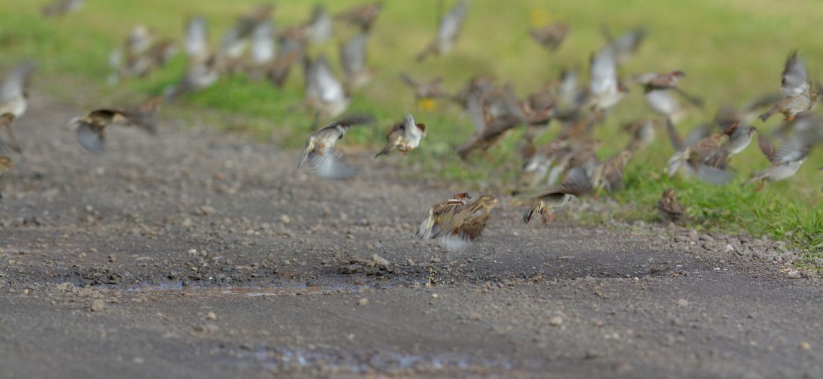 Sparrows, fleeing from a bathing moment.  The approach of the Flacon was enough to set off a Magpie Lark, and its first high-pitched call had the sparrows on the move as one. 