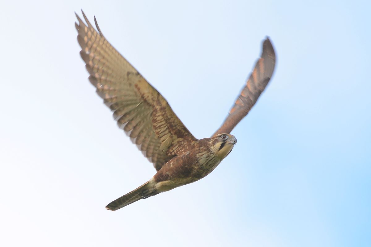Just lookin' for a home. A Brown Falcon that has taken over part of the park as a territory, and wishes everyone to know about it. 