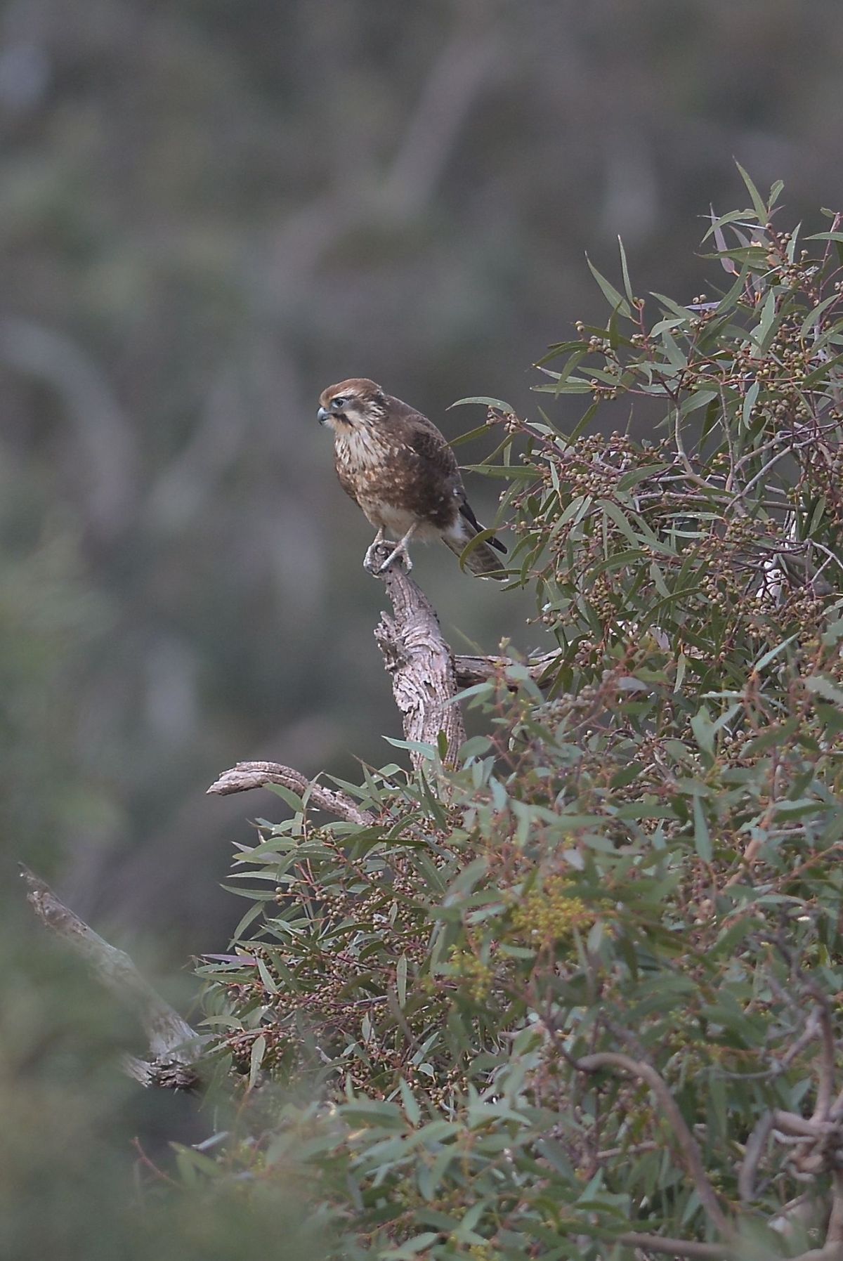 One of two Brown Falcons that are using these trees in the river flats. 