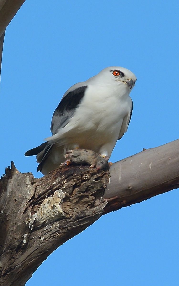 Dad with a mouse, but he's waiting for a chance to deliver without losing it to the Black Kite 