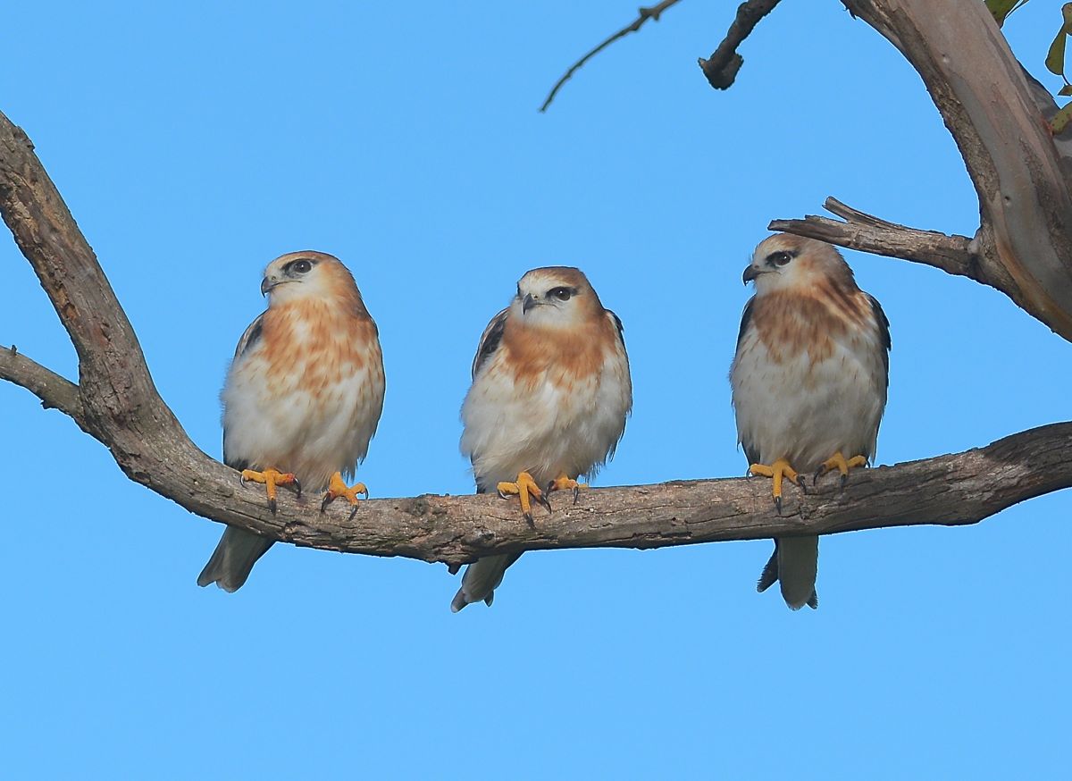 The wind was much to strong for this trio to practice their hunting skills. 