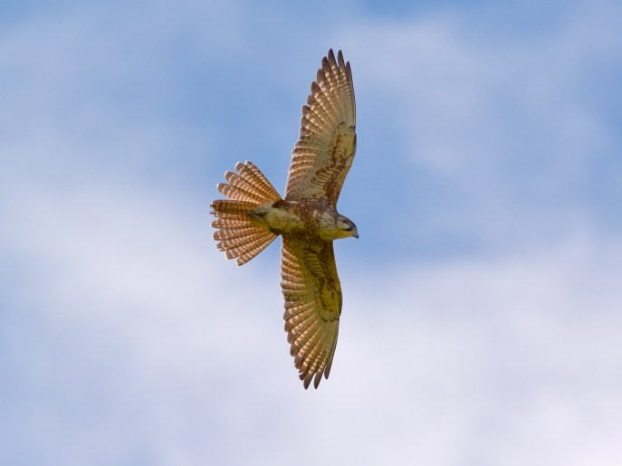 Brown Falcon on a turn. She has a nesting site in mind, I'm sure 