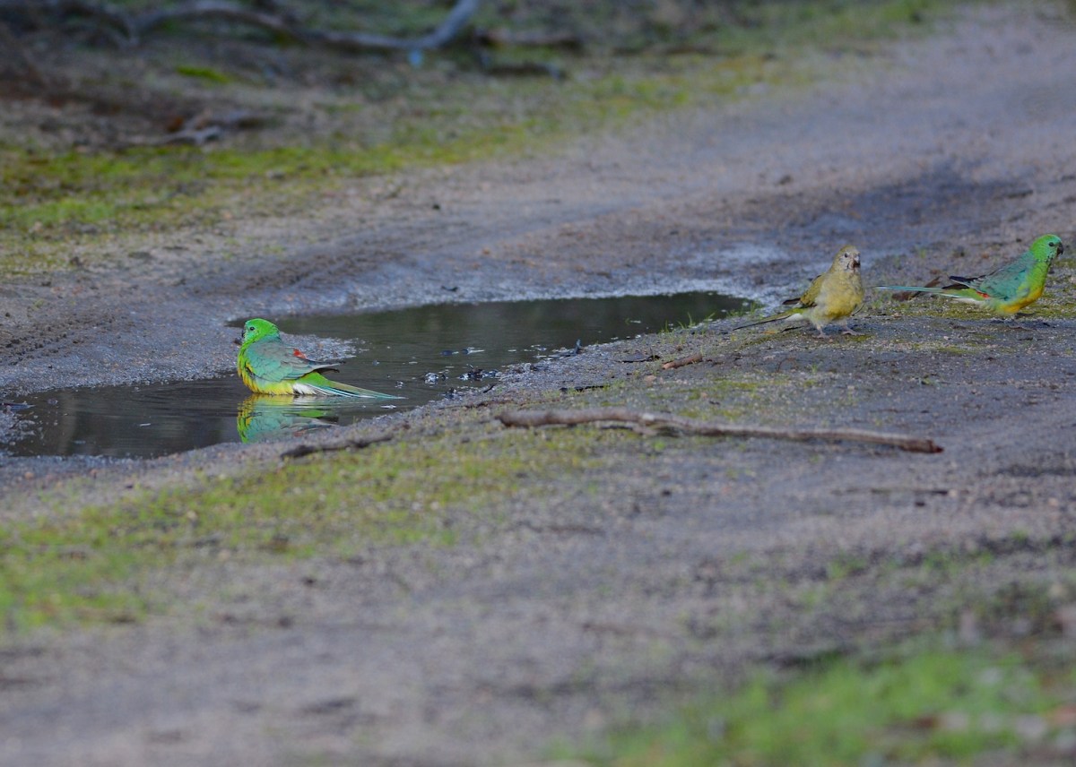 Red-rumped Parrots at bath