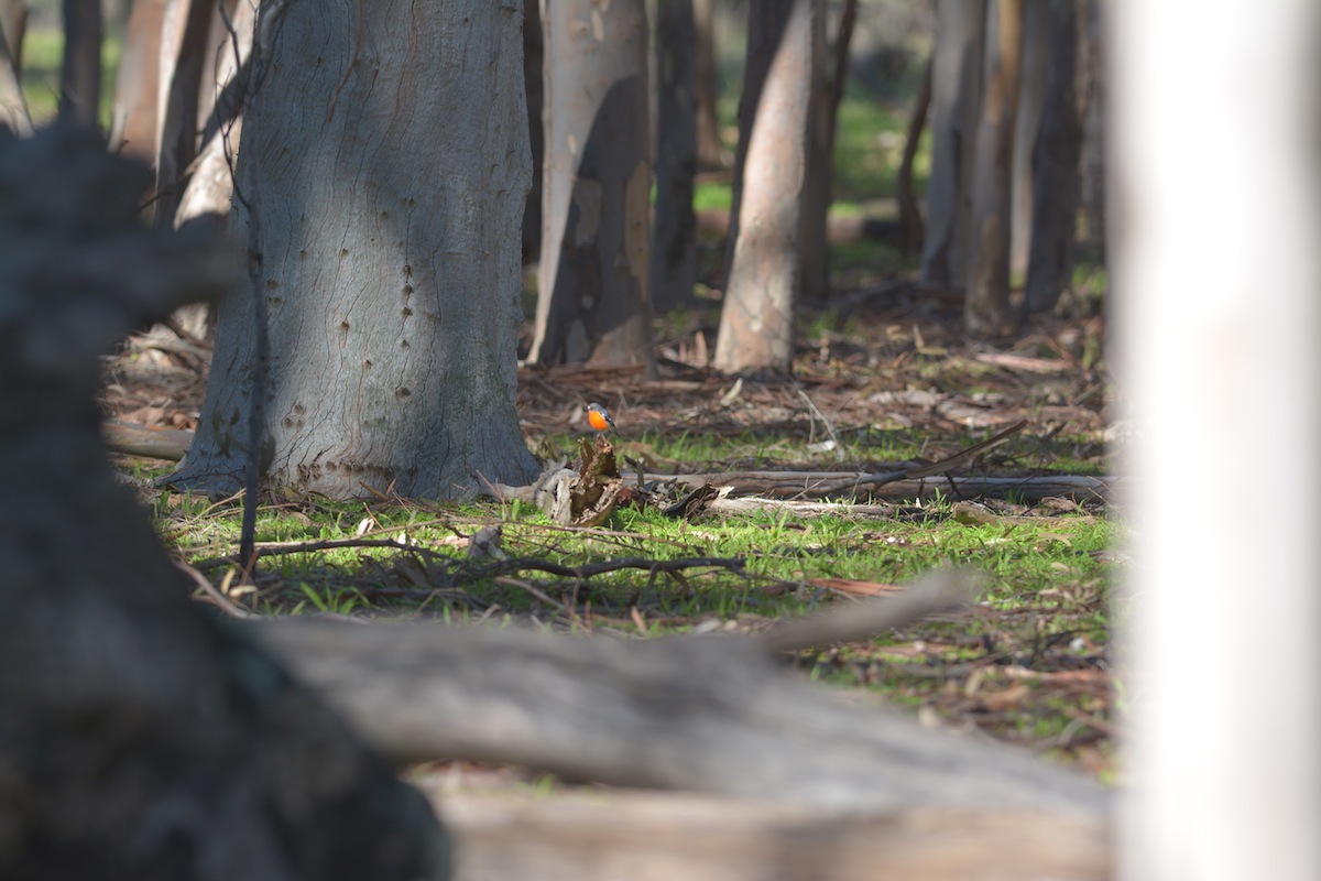 The Flame of the forest 