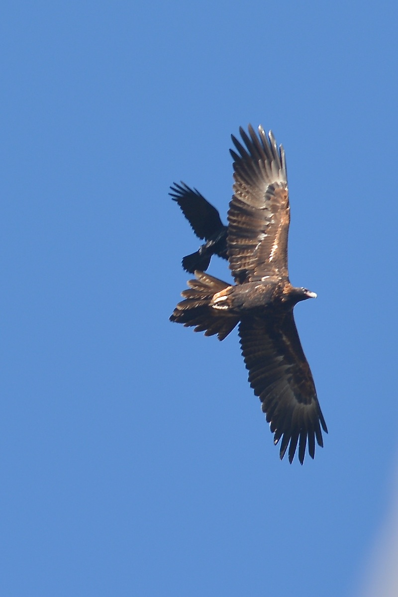 Wedge-tailed Eagle being given its marching orders by a very territorial Little Raven 
