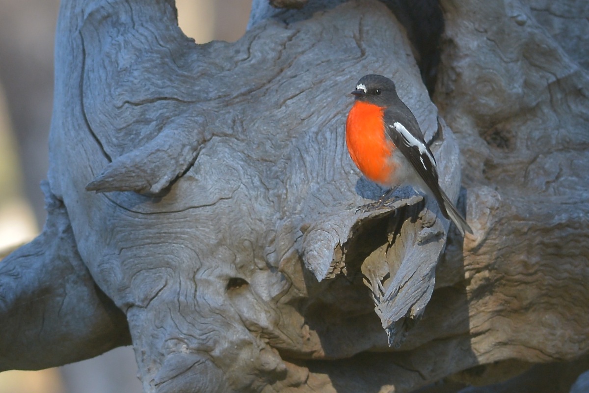 I think this one was letting a meal digest, while it sat in the sunshine. 