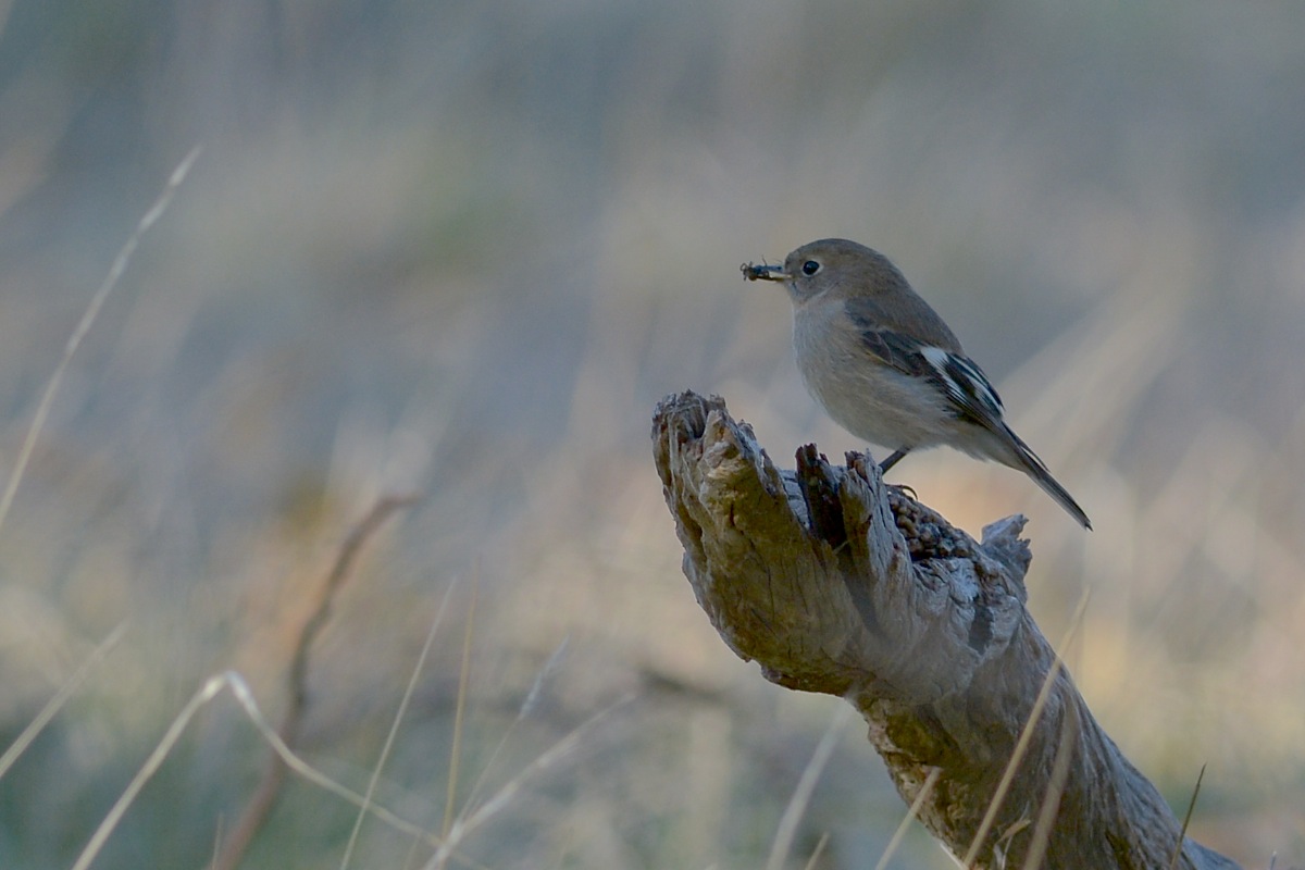 Female running with the brothers.  