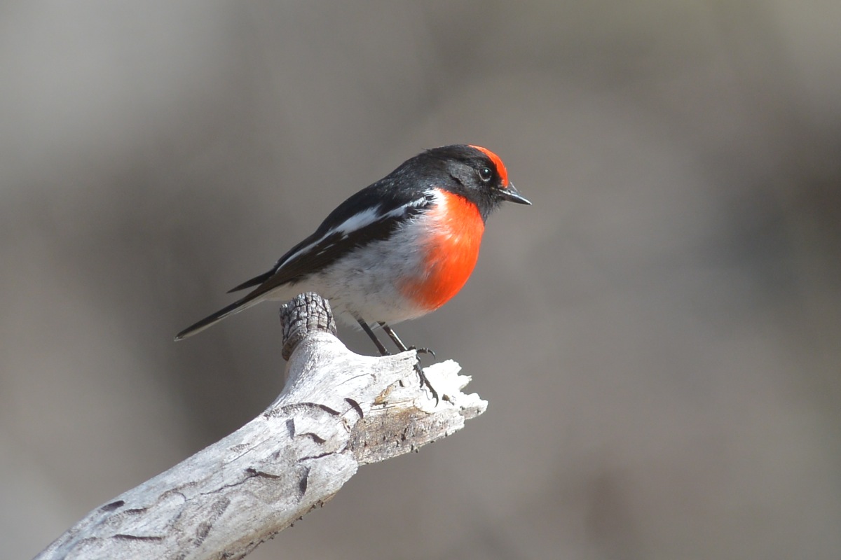 On the look out for those pesky photographers. 