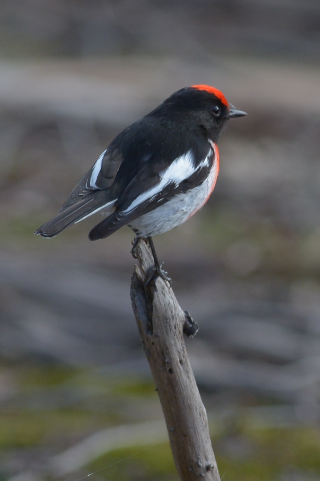 He began to get bolder in his hunting close up, perhaps had figured out we were benign. 